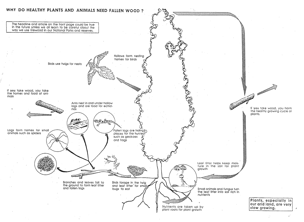 Why do healthy plants and animals need fallen wood